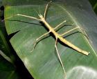Annam-Stabschrecken Medauroidea extradentata Baculum extradentatum Vietnamesi